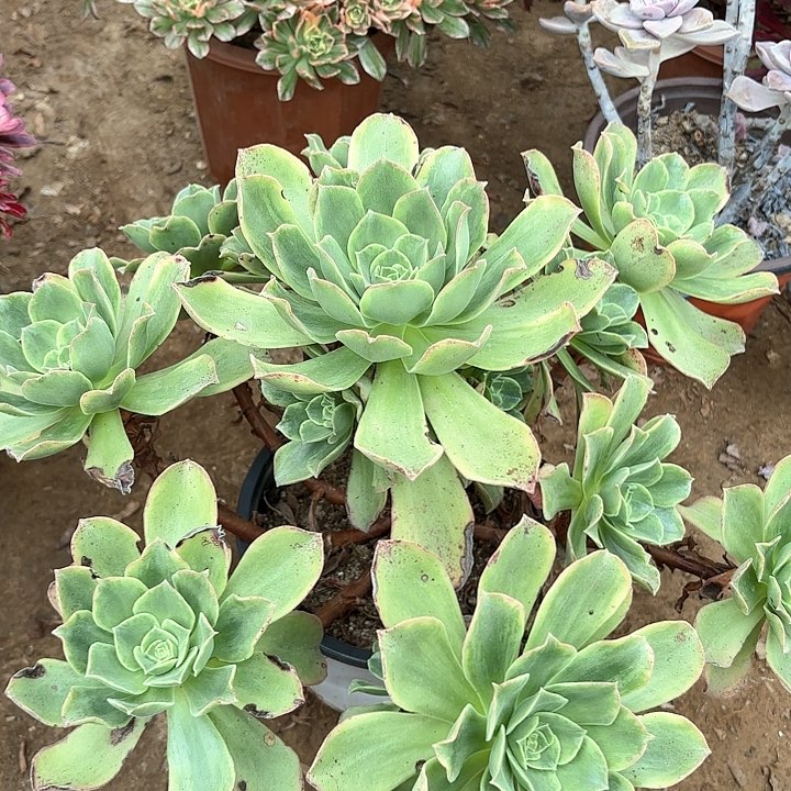 多肉植物玉龙观音锦25