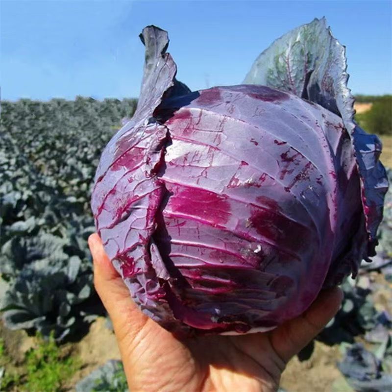 永年露天种植新鲜紫甘蓝现摘现发可生吃凉拌沙拉时令蔬菜