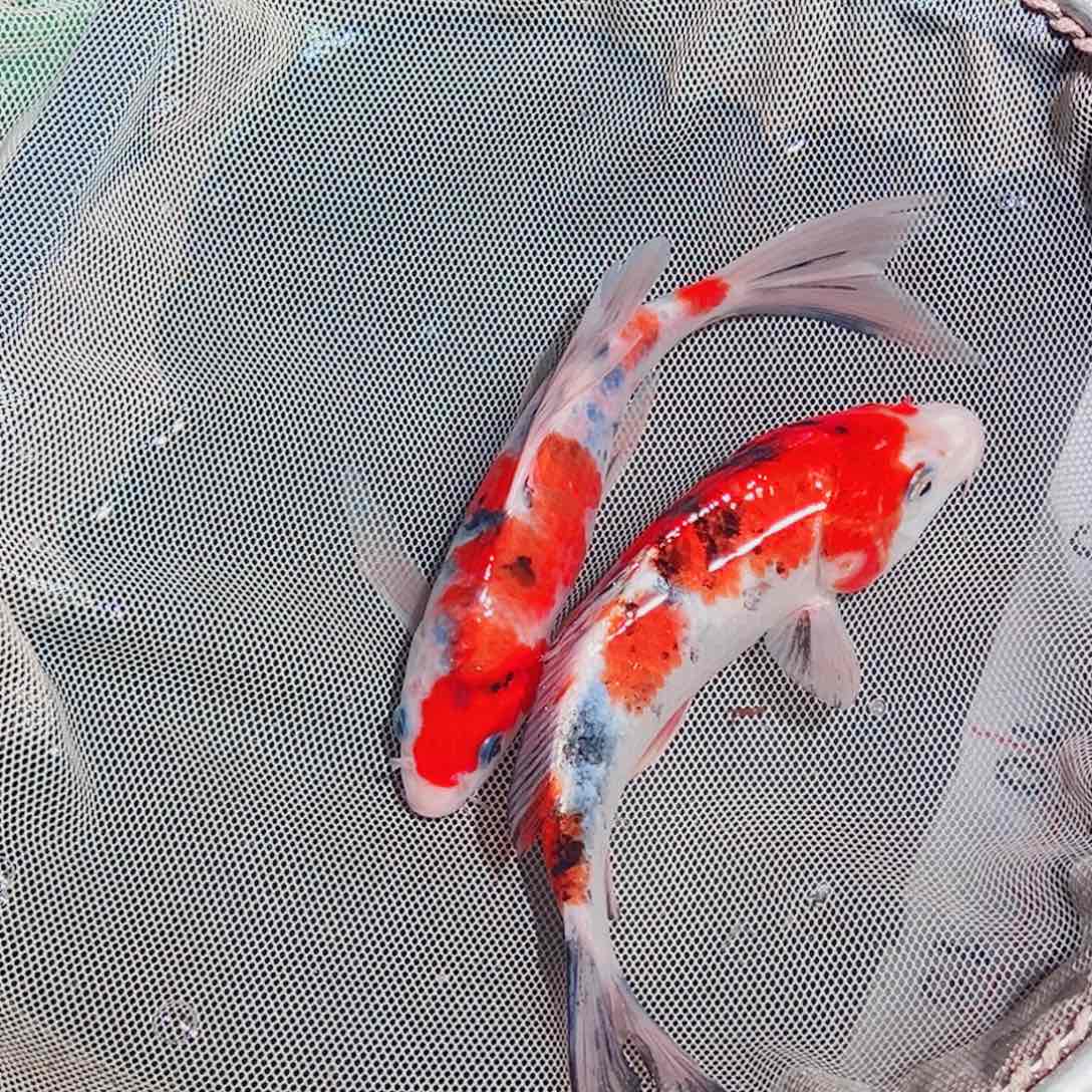 锦鲤锦鲤观赏鱼111