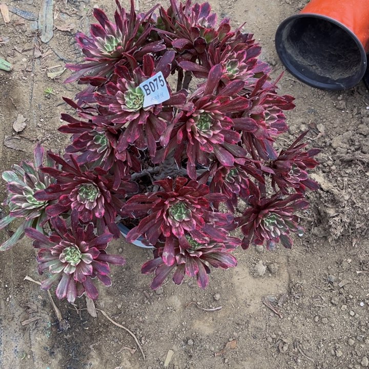 075粉墨多肉法师不包断枝