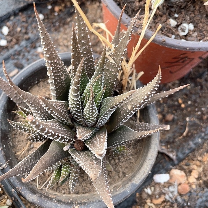 单群十二卷满25包邮