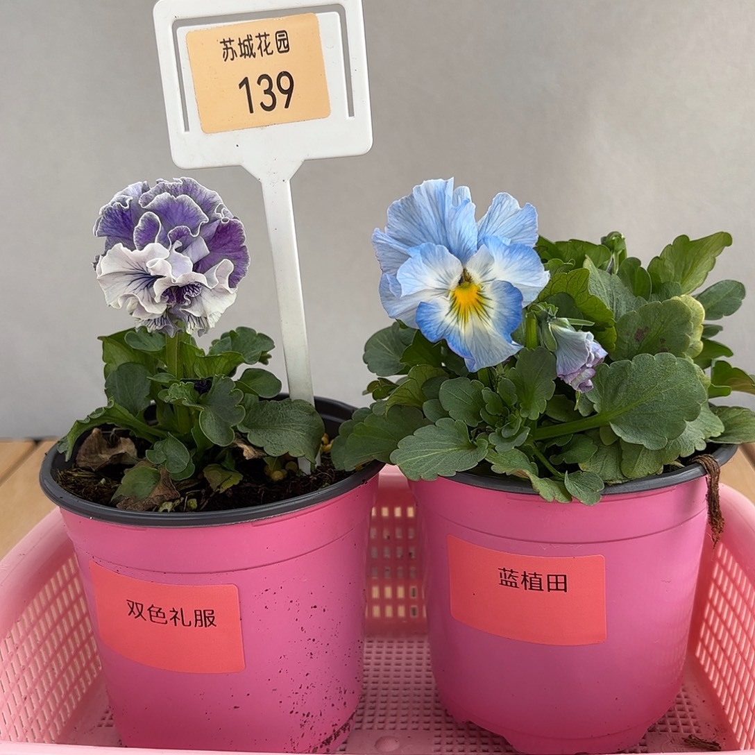 大部分开放少量花苞139