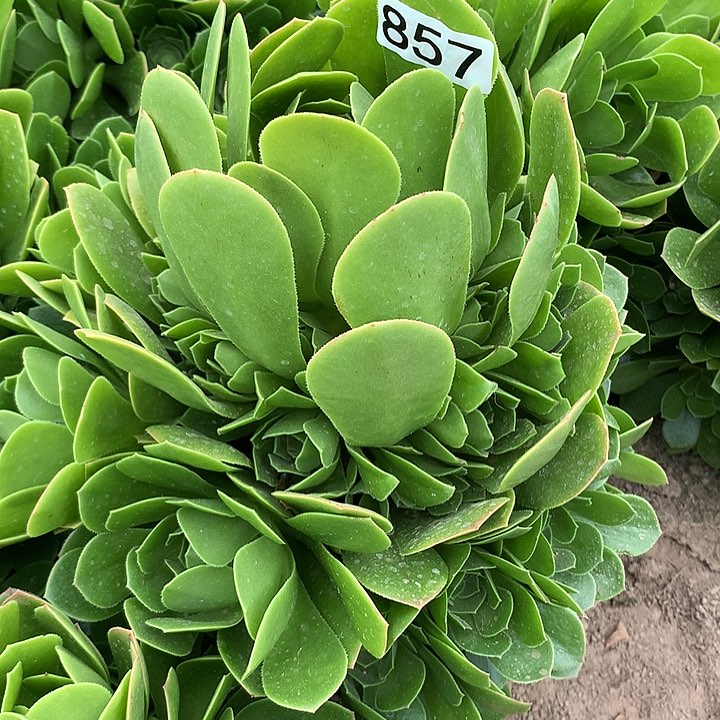 857绿杨蓉多肉植物4