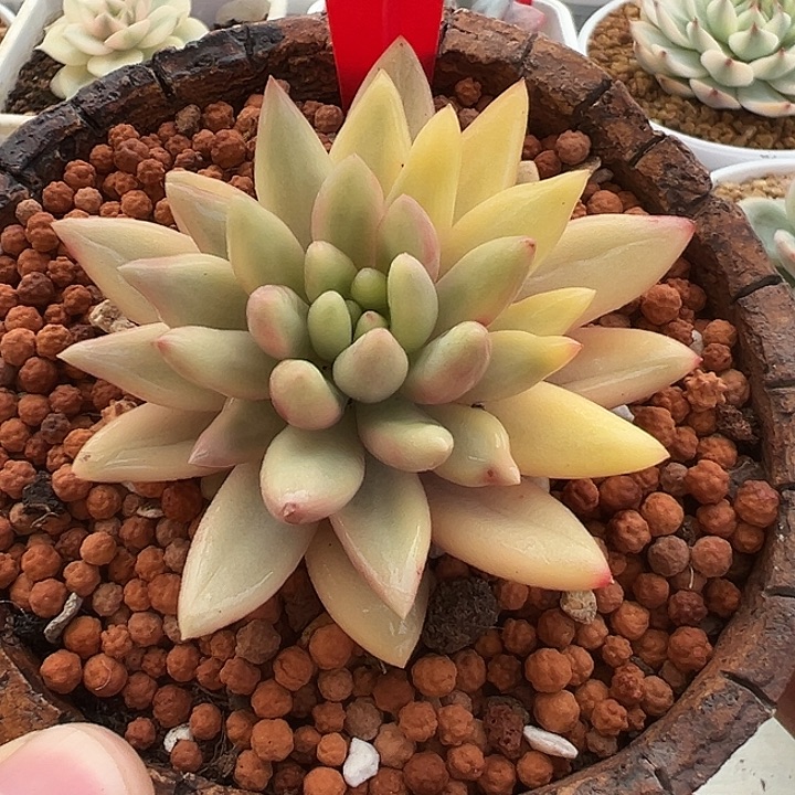 3063号红蜻蜓锦多肉