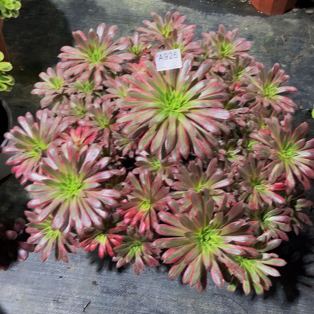 孔雀锦多肉植物发师926