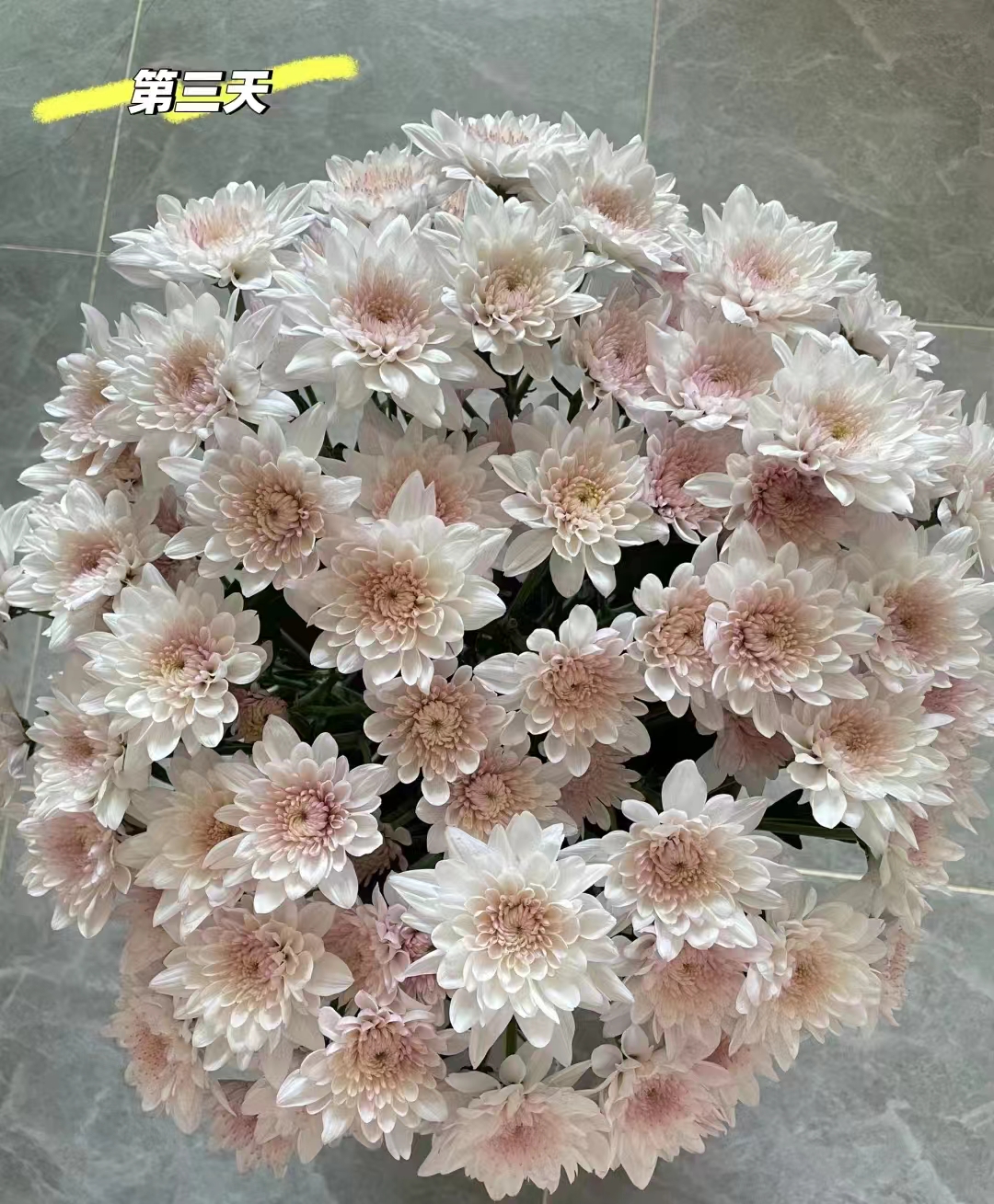 套餐21 稀有贵货奶油蛋糕小菊3支+小天使康乃馨10支