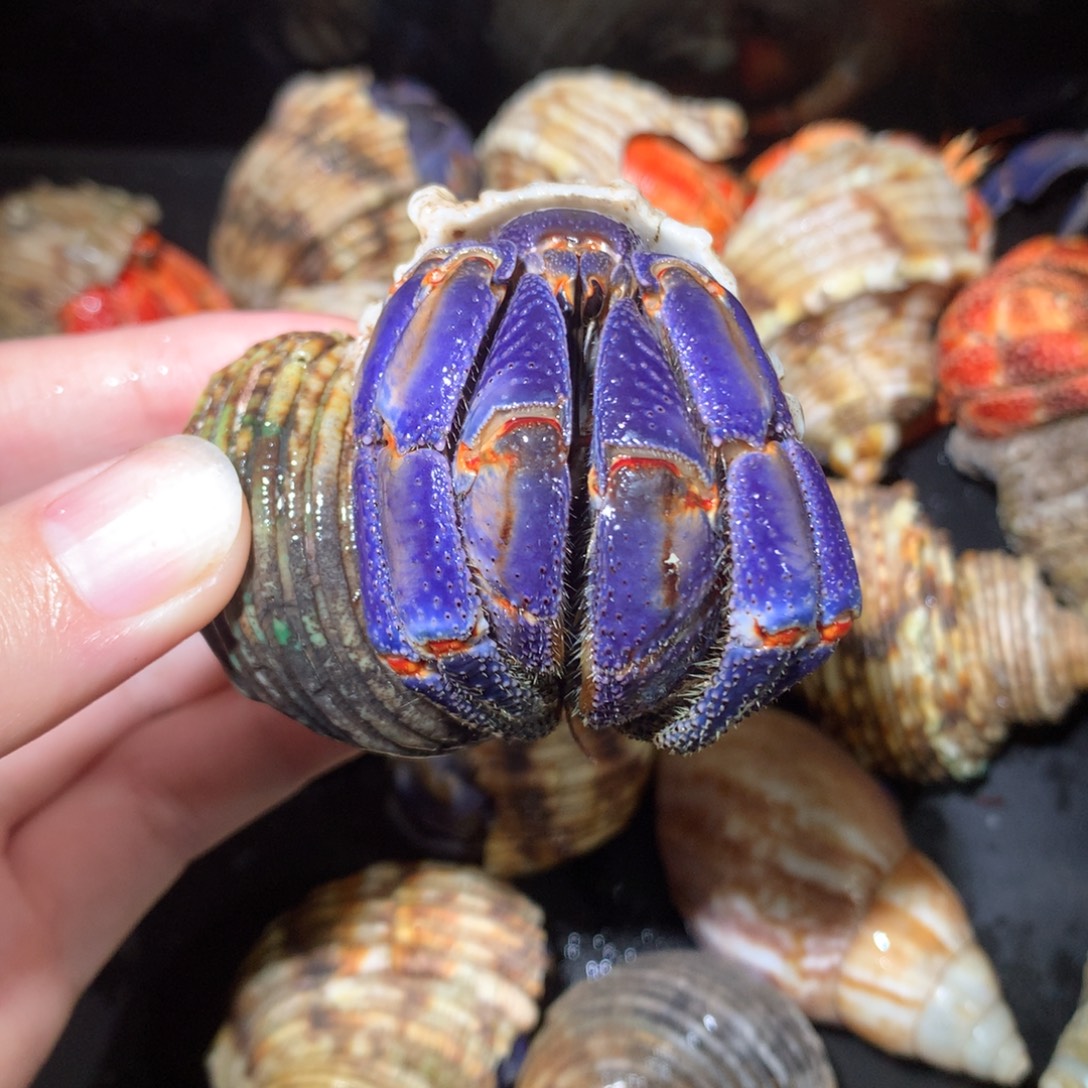 3.5大紫带点橘大紫陆不退不换