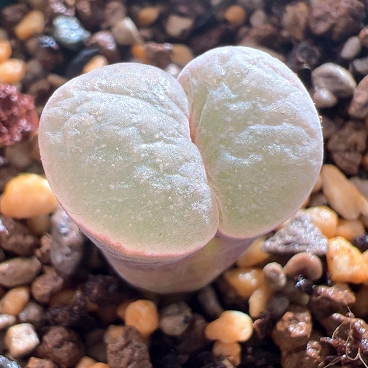 A738.  优选腰子窗banke. 磁铁。  紫体雪花窗。  