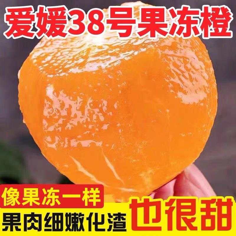四川核心产区爱媛38号果冻橙新鲜采摘香甜多汁手剥橙