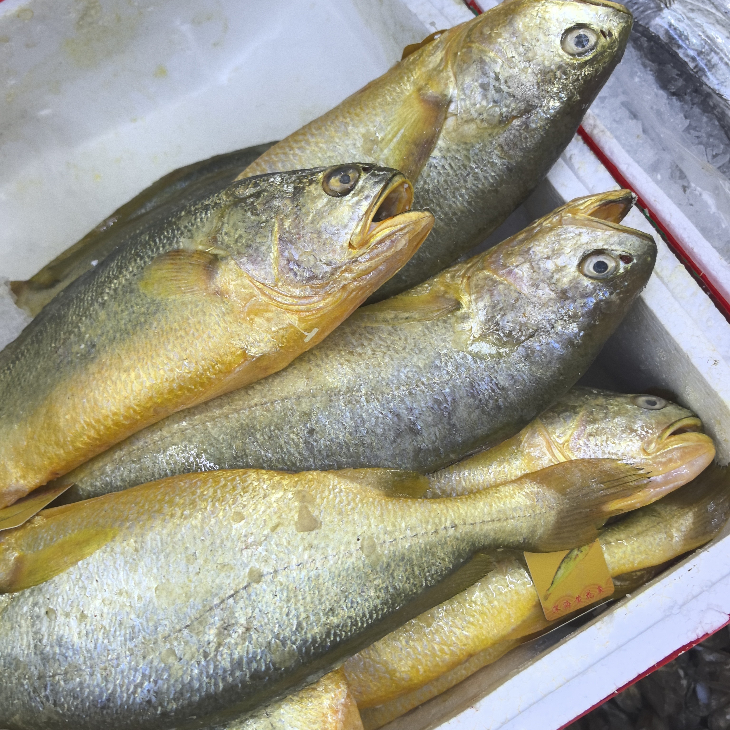 新鲜黄花鱼大号45一条