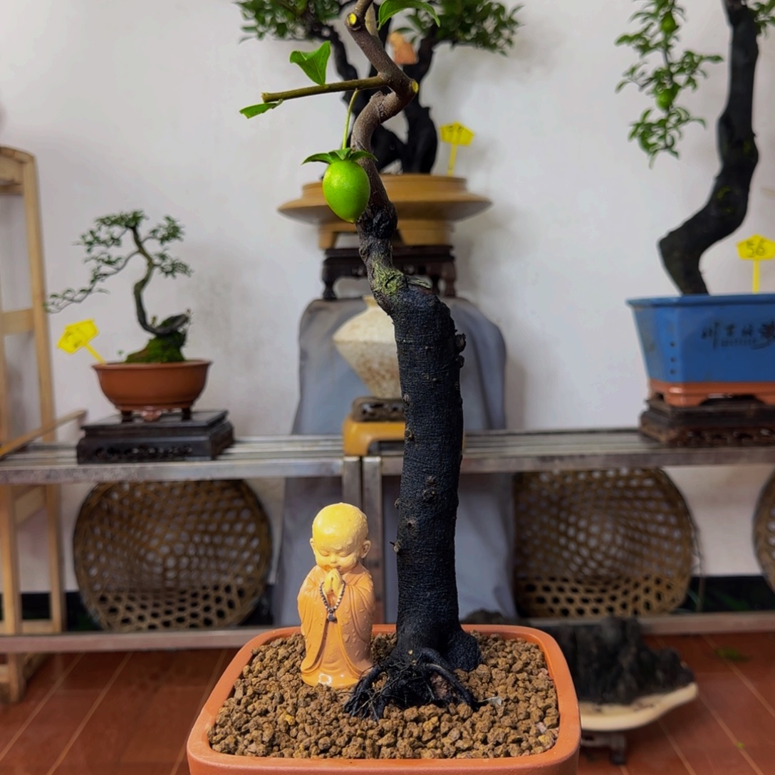 完全开放金弹子盆景一物一景
