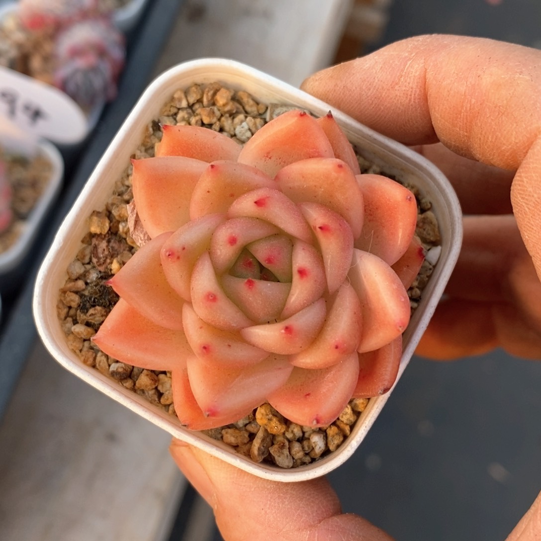 精品多肉一物一拆不包整286