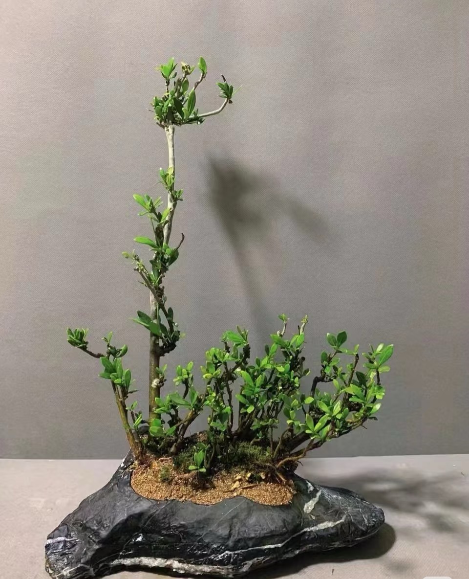 【直播专链1】灵璧石原石花盆鱼缸造景石景观石