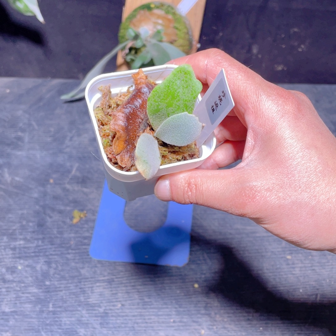 完全开放014珍尼返祖