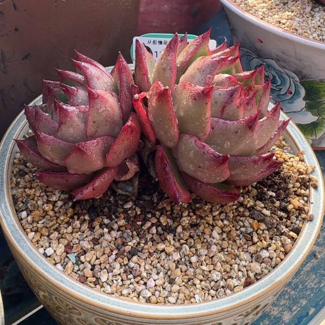 从前慢多肉精选编号1230.38水母