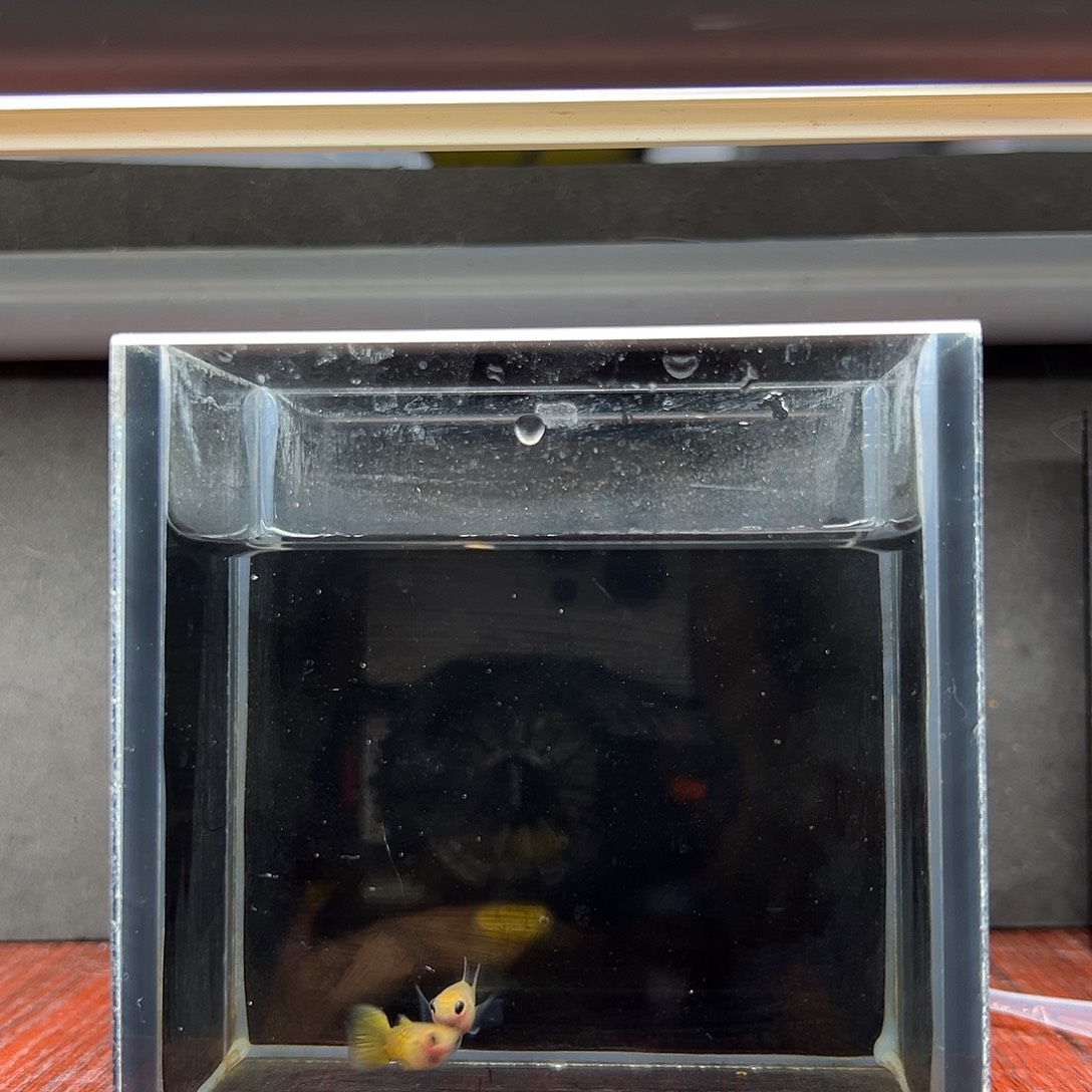 孔雀鱼黄蕾丝玻璃猫c一对