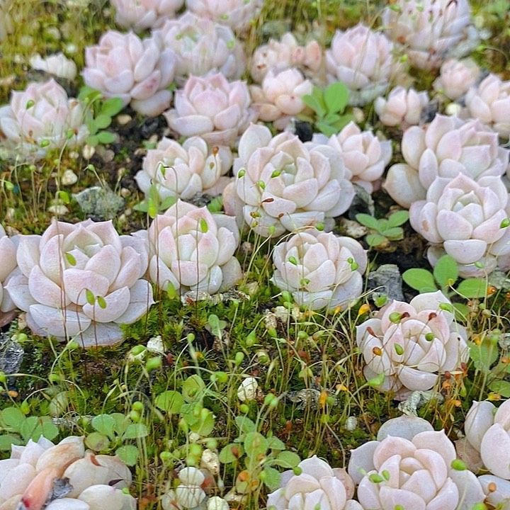 21 多肉植物盆栽花卉盆栽