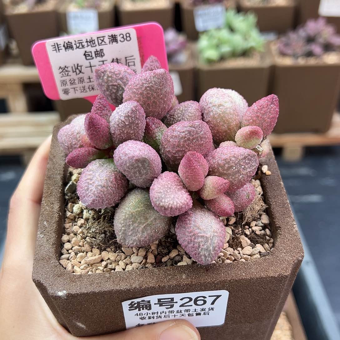 喜****人267糖果多肉植物