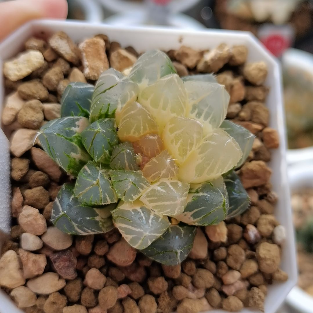 163号龙爪玉露锦一物一拍带盆土发货