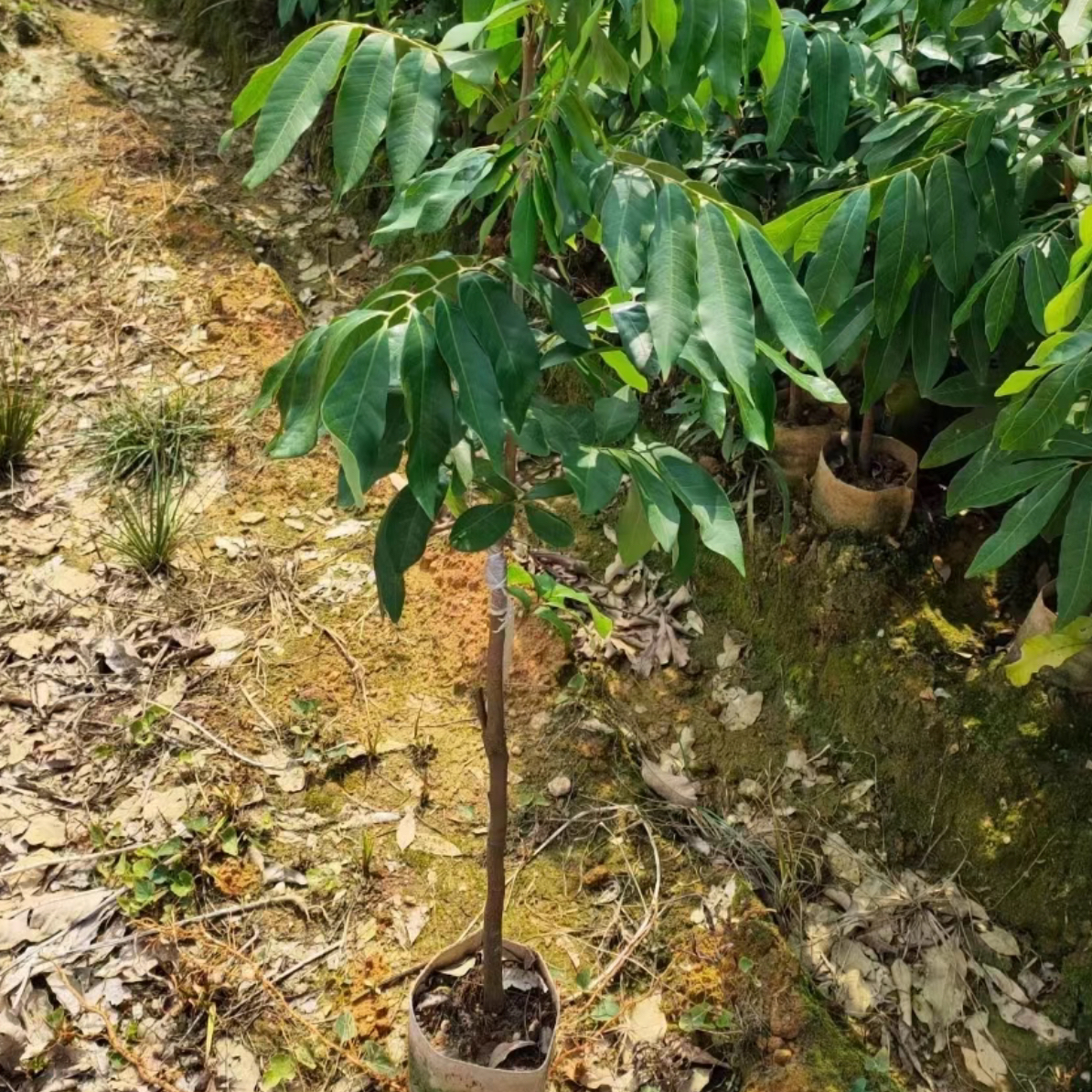 石硖储良四季园艺苗绿植花卉盆景