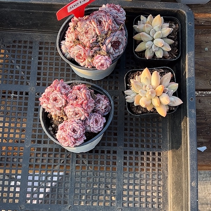 ****辰框拍。   30014号。 