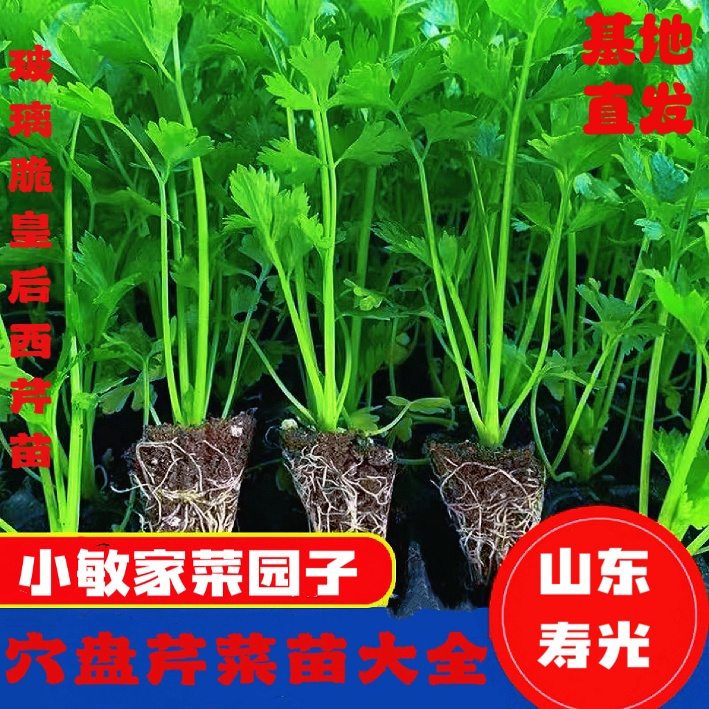 皇后西芹四季西芹四季香芹种子秋季盆栽阳台蔬菜种籽幼苗秧苗带土