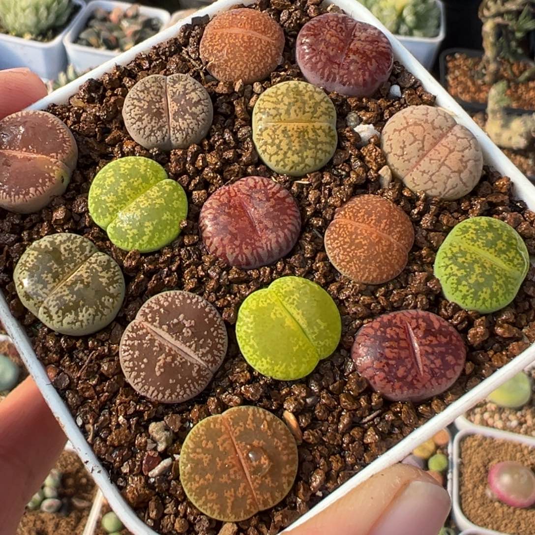 874多肉植物种类多样