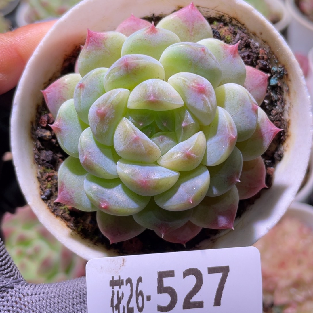 花利美26-527秘境冰魄