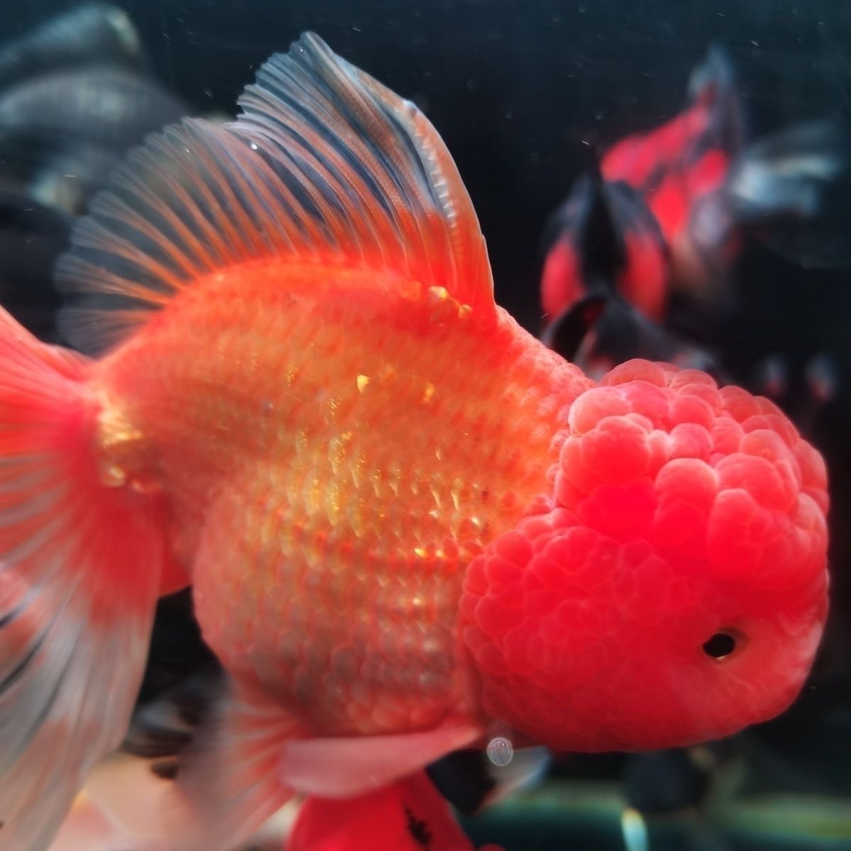 【2号】13-15厘米超大金鱼  国狮鼎红龙睛金鱼