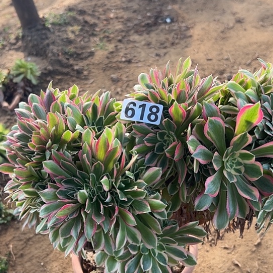 小***包多肉植物一个女神618