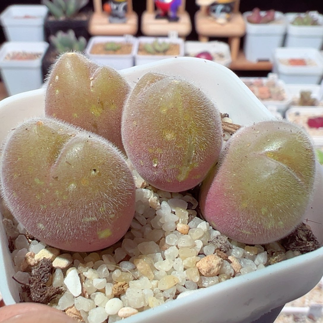 209-133.长毛翠滴