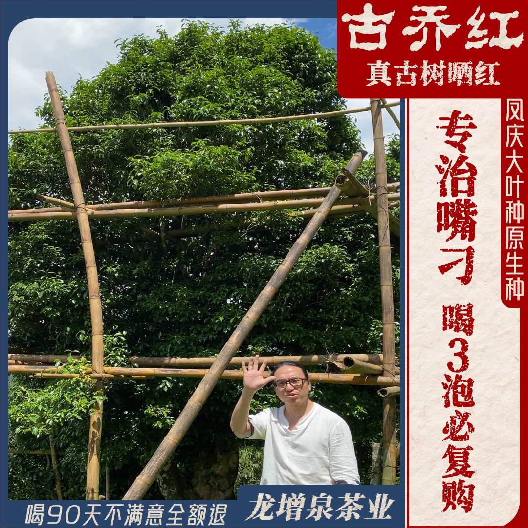 【古乔红】真古树晒红•云南凤庆大叶种老品种滇红～花香馥郁回甘持久