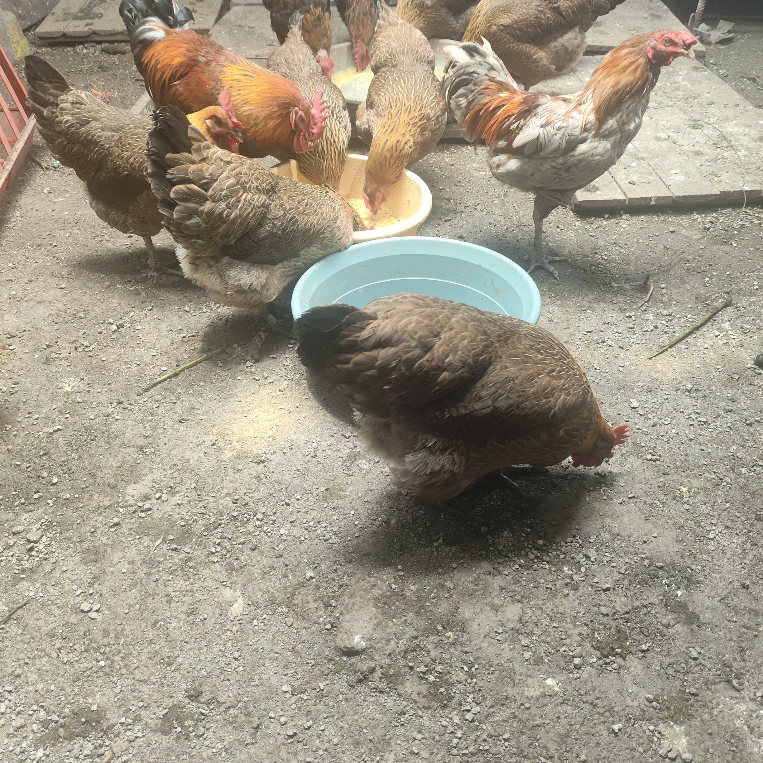 孕妇月子滋补乌鸡农村乌骨鸡散养五黑鸡年以上的老公鸡老母鸡