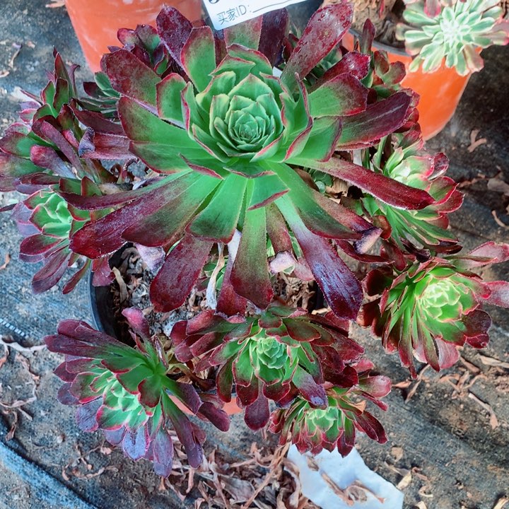 多肉植物507多肉