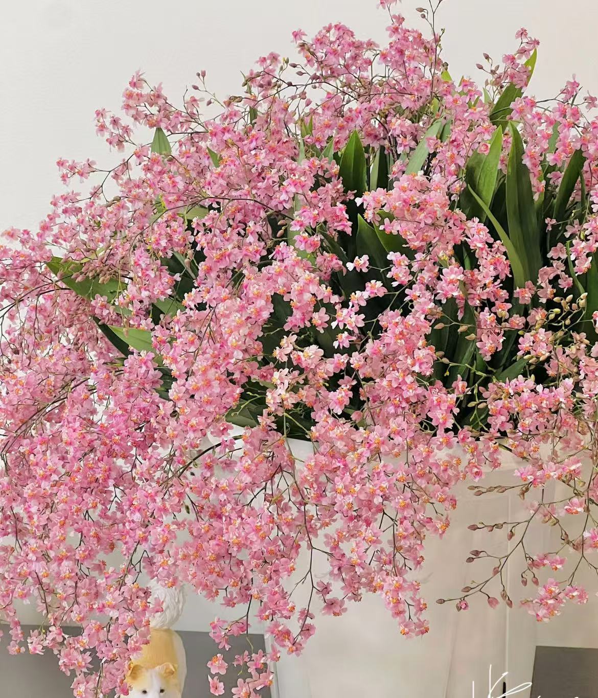 【光宗粉】年宵梦香兰盆栽爆花粉色仙气飘飘奶油浓香花期长好养护