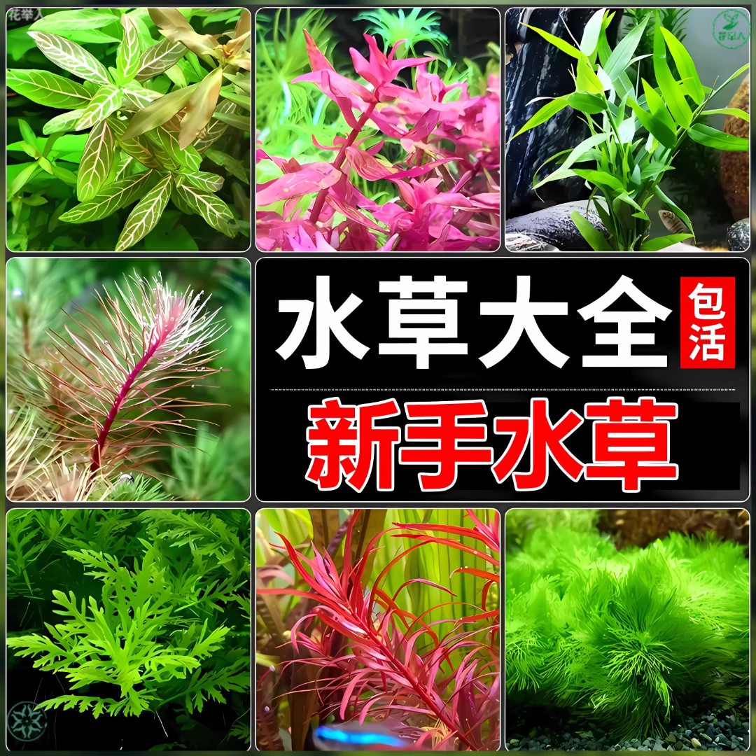 鱼缸水草造景专用真草水培绿菊蜈蚣草水榕净化水质套餐