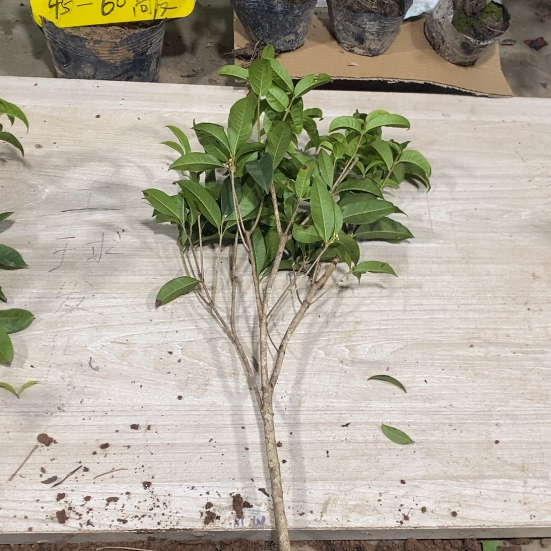 无花朵四季桂花一物一拍