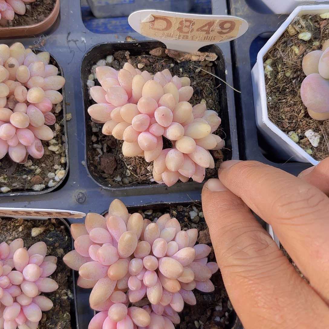 D849星黛露一物一拍