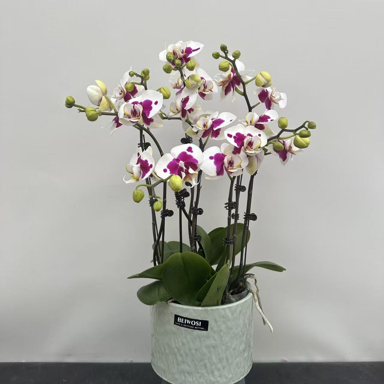 【彩绘】双花剑 3.0寸 精品蝴蝶兰 开花带花苞 花卉基地直发