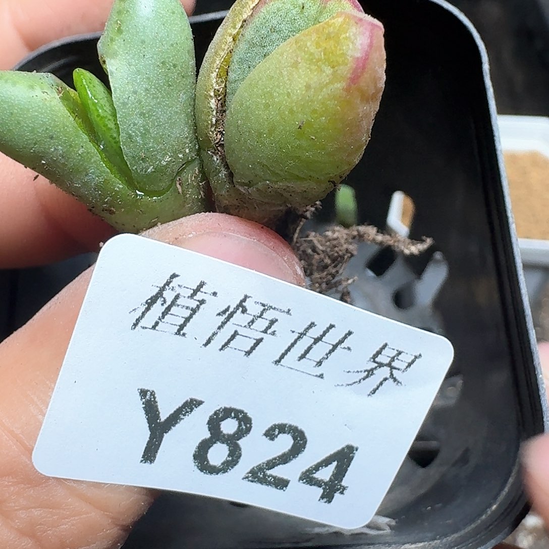 824盒多肉植物哇fv