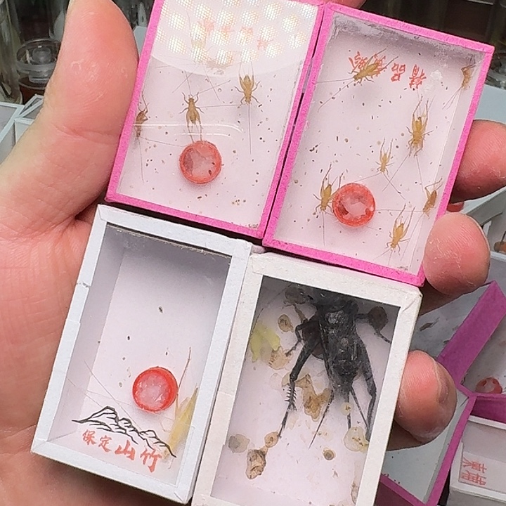 孙***2蟋蟀1山竹1黑虫2小黄