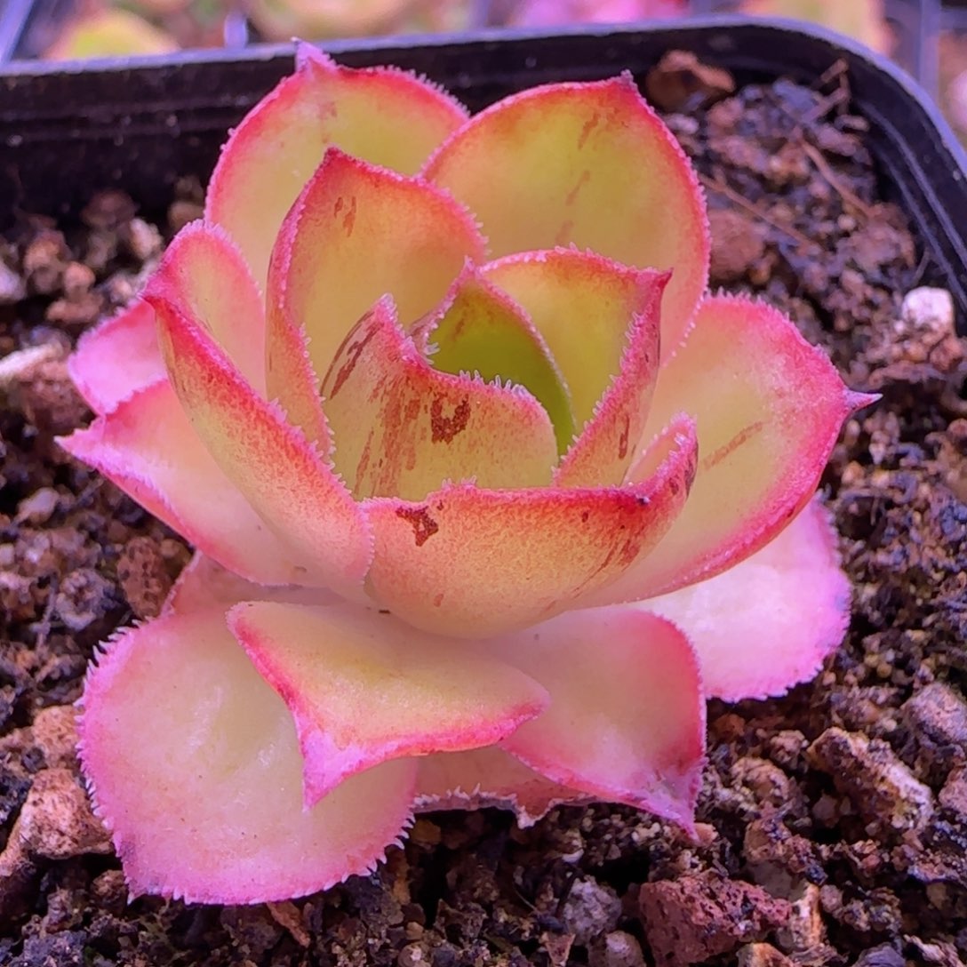 曼帕七方杯半城山地玫瑰45