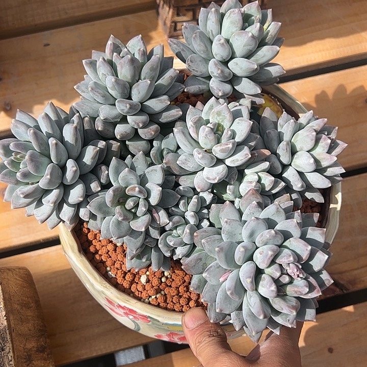 【闪购商品】天使之翼大群