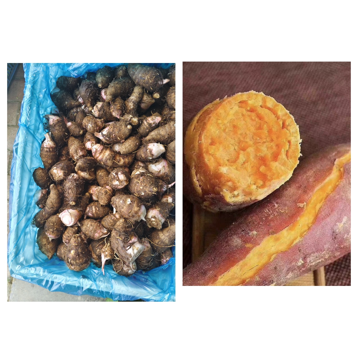 [红芽芋+西瓜红红薯各半]净重5斤起高山农家粗粮