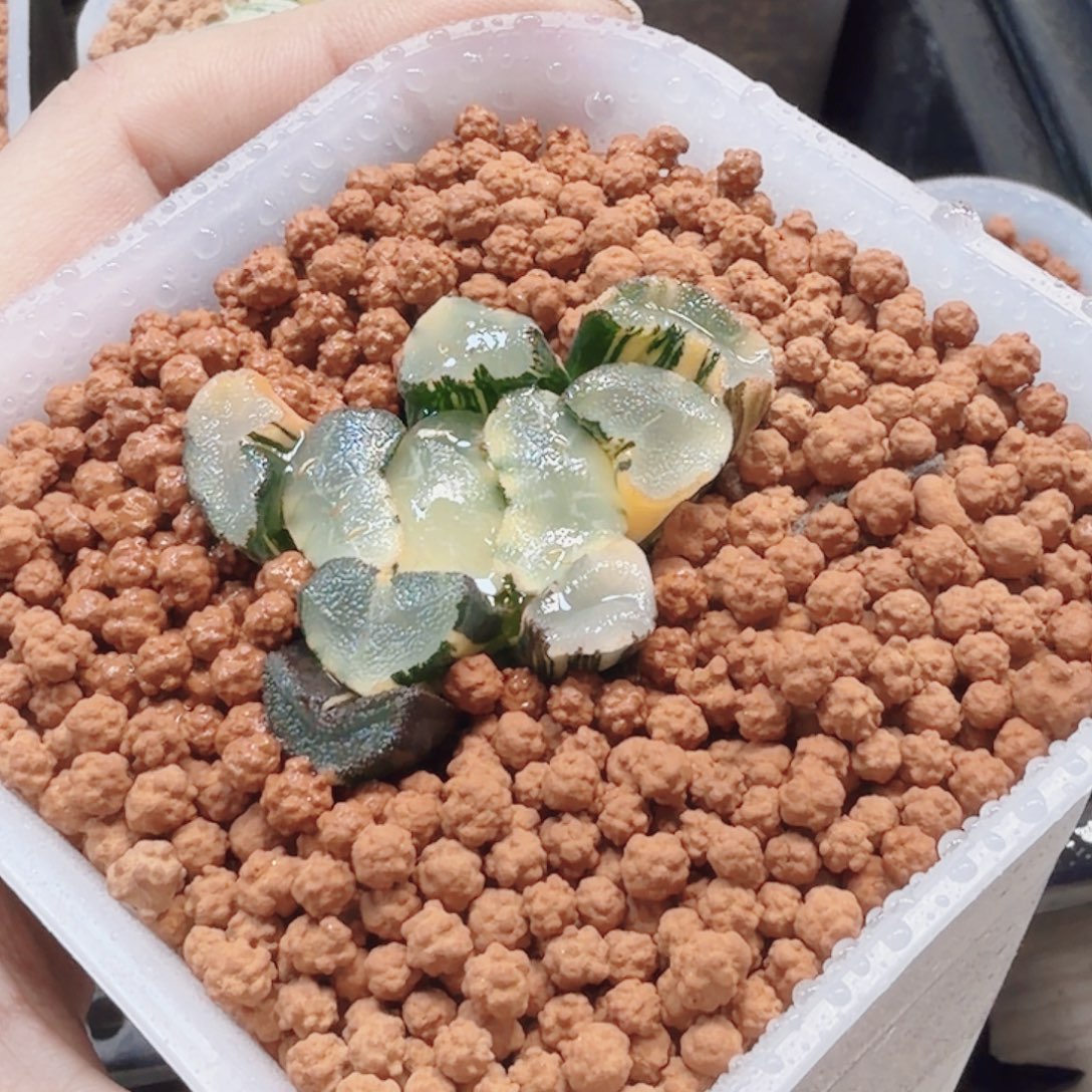 十二卷大明湖万象锦