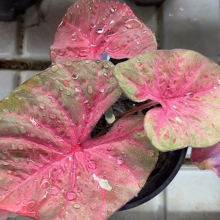 8-0215彩叶芋广东现货