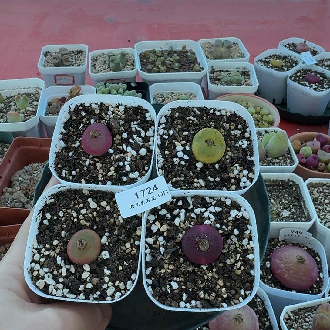 老马生石花蟠桃1724