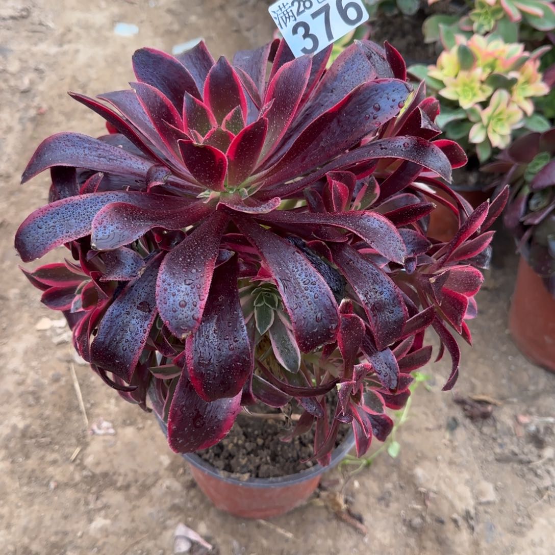 金丝多肉376满28包邮断枝不包