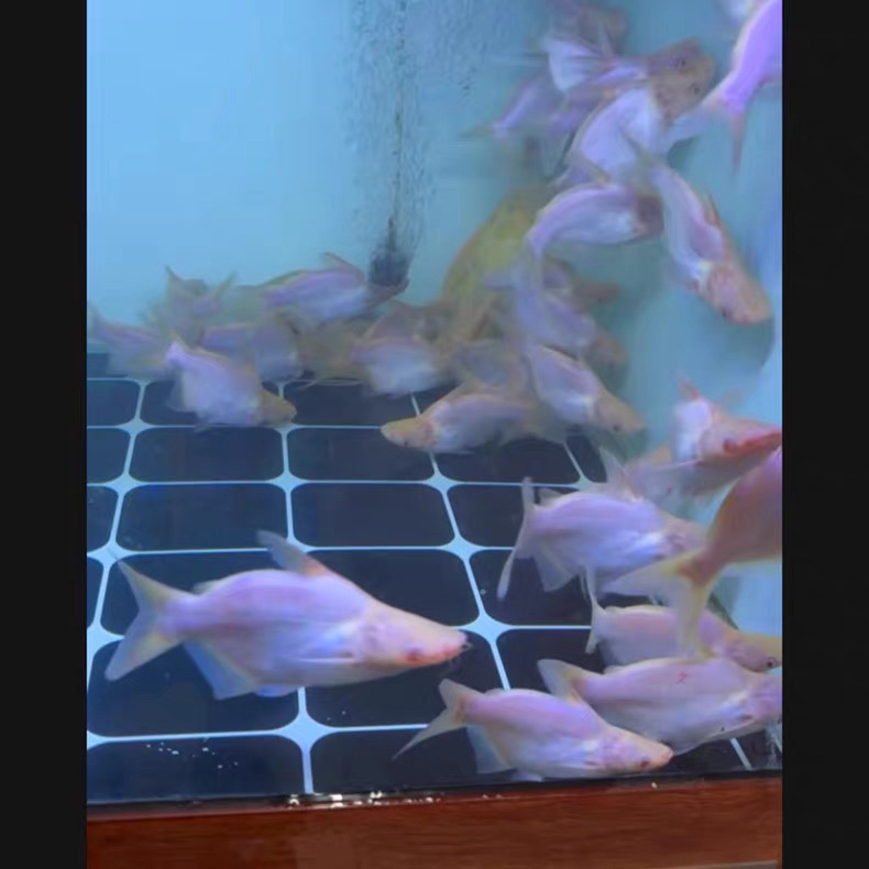 白子球鲨鱼中大型淡水观赏鲨可与红龙混养的活鱼