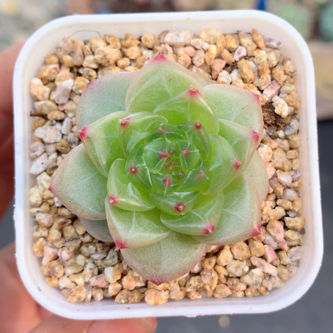 58包邮  群生不包整22